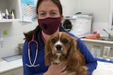 A woman in a mask with a stethoscope holds a brown and white spaniel.