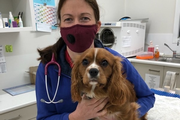 A woman in a mask with a stethoscope holds a brown and white spaniel.