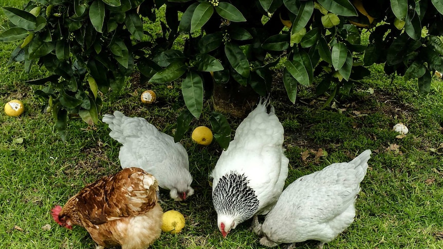 Terry Barnes's chickens