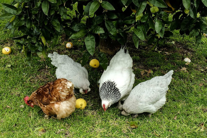 Terry Barnes's chickens