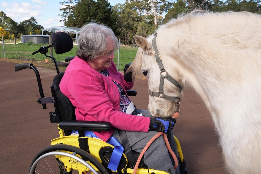 A woman in a wheelchair next to a white pony.