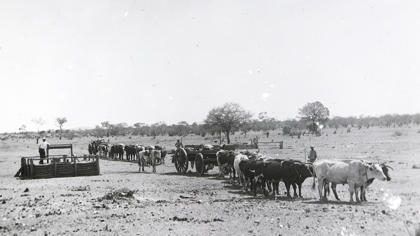 Black and white photos of cattle near a well