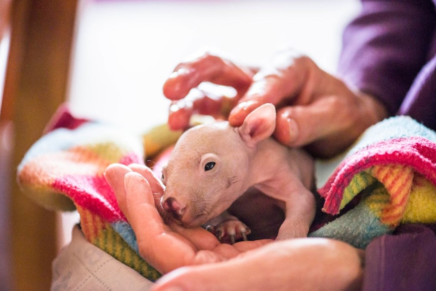 Eileen the wombat getting goiled