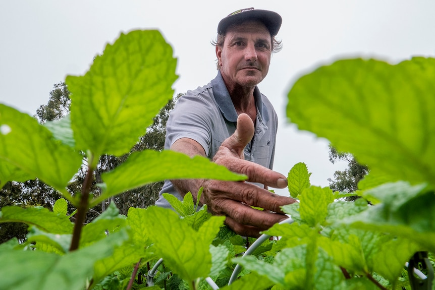 A man looks down at mint growing in a raised garden.