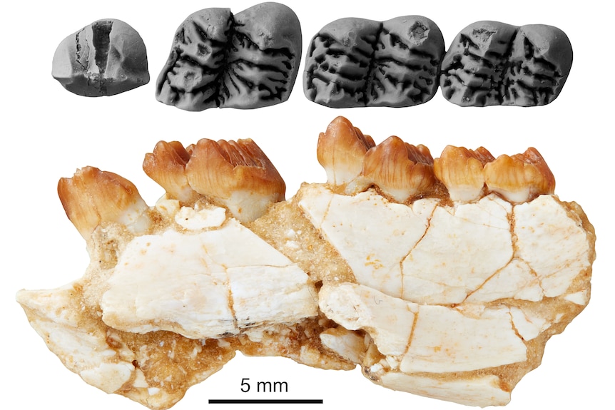 Chunia pledgei cheek teeth preserved in right lower jaw.