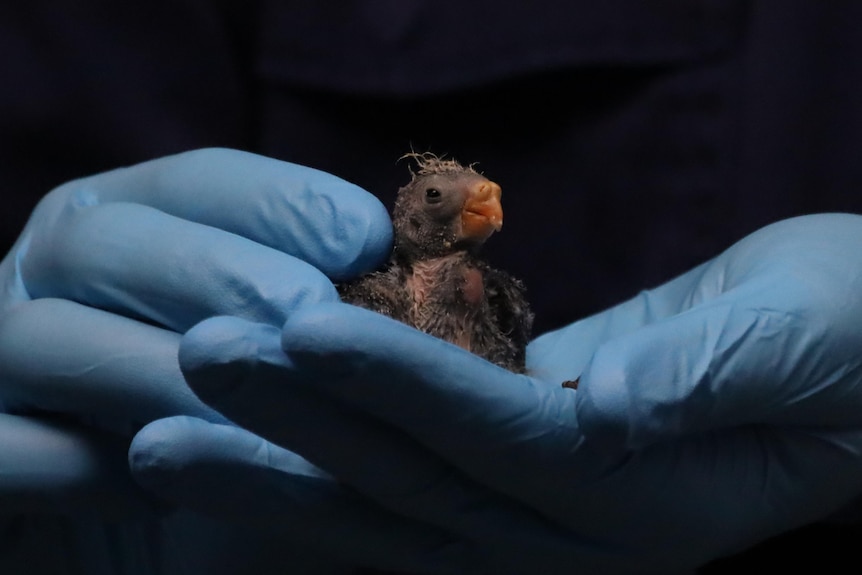 A newly-hatched parrot chick being held by someone wearing blue plastic gloves