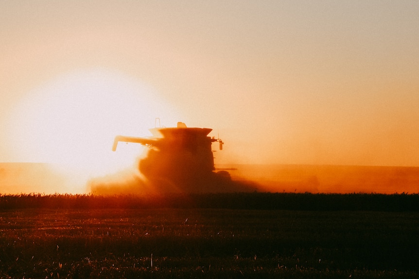 a header tractor harvesting grain in golden light