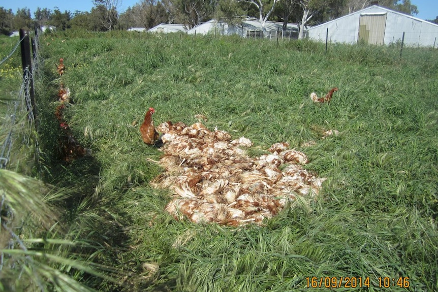 Dead chickens at a farm in Carabooda.
