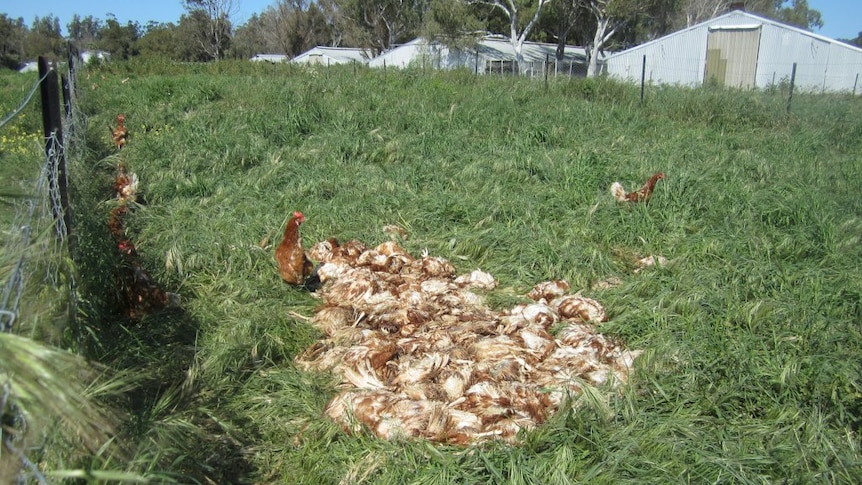 Dead chickens at a farm in Carabooda.