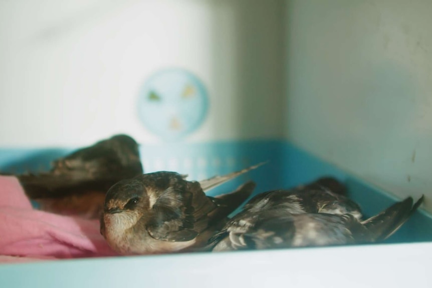 Several small native birds huddled in an incubator