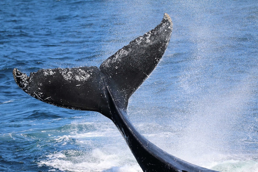 A whale's tail is seen in the air having risen up from the ocean. Water droplets are seen in the frame.