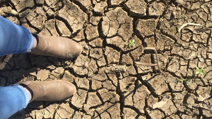 Dry cracked earth caused by the drought