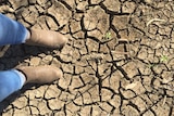Dry cracked earth caused by the drought