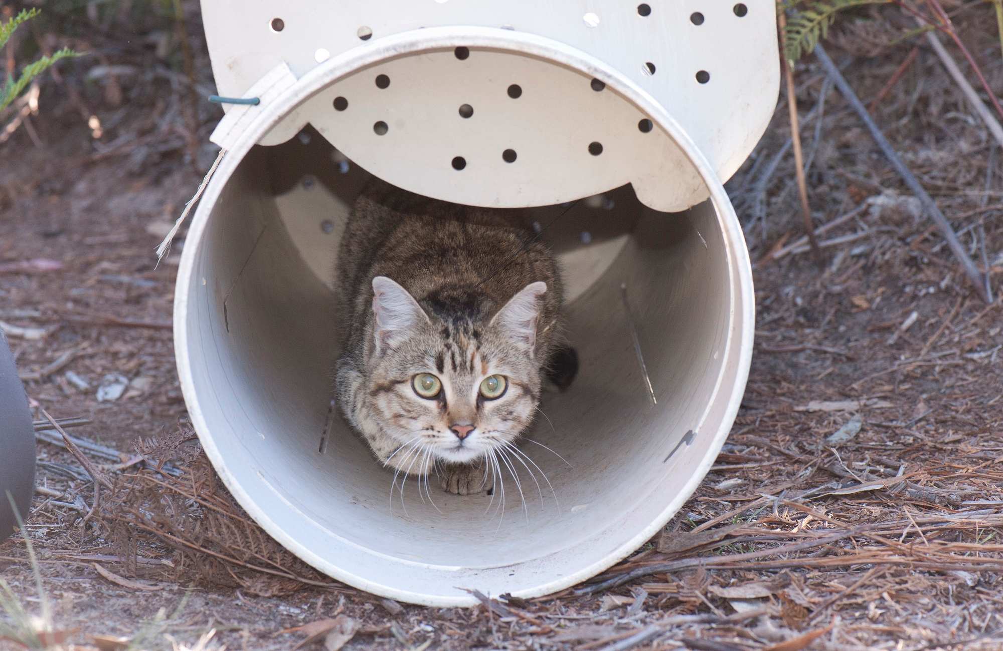Feral cat with a GPS collar looks out of a plastic tube.