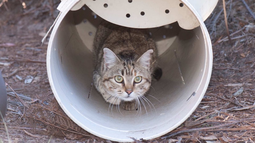 A feral cat with a GPS collar looks out of a plastic tube.