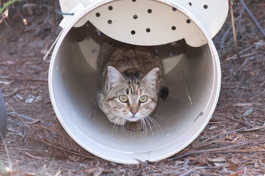 A feral cat with a GPS collar looks out of a plastic tube.