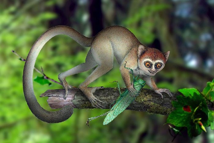 Artist's impression of  Archicebus achilles in its natural habitat of trees