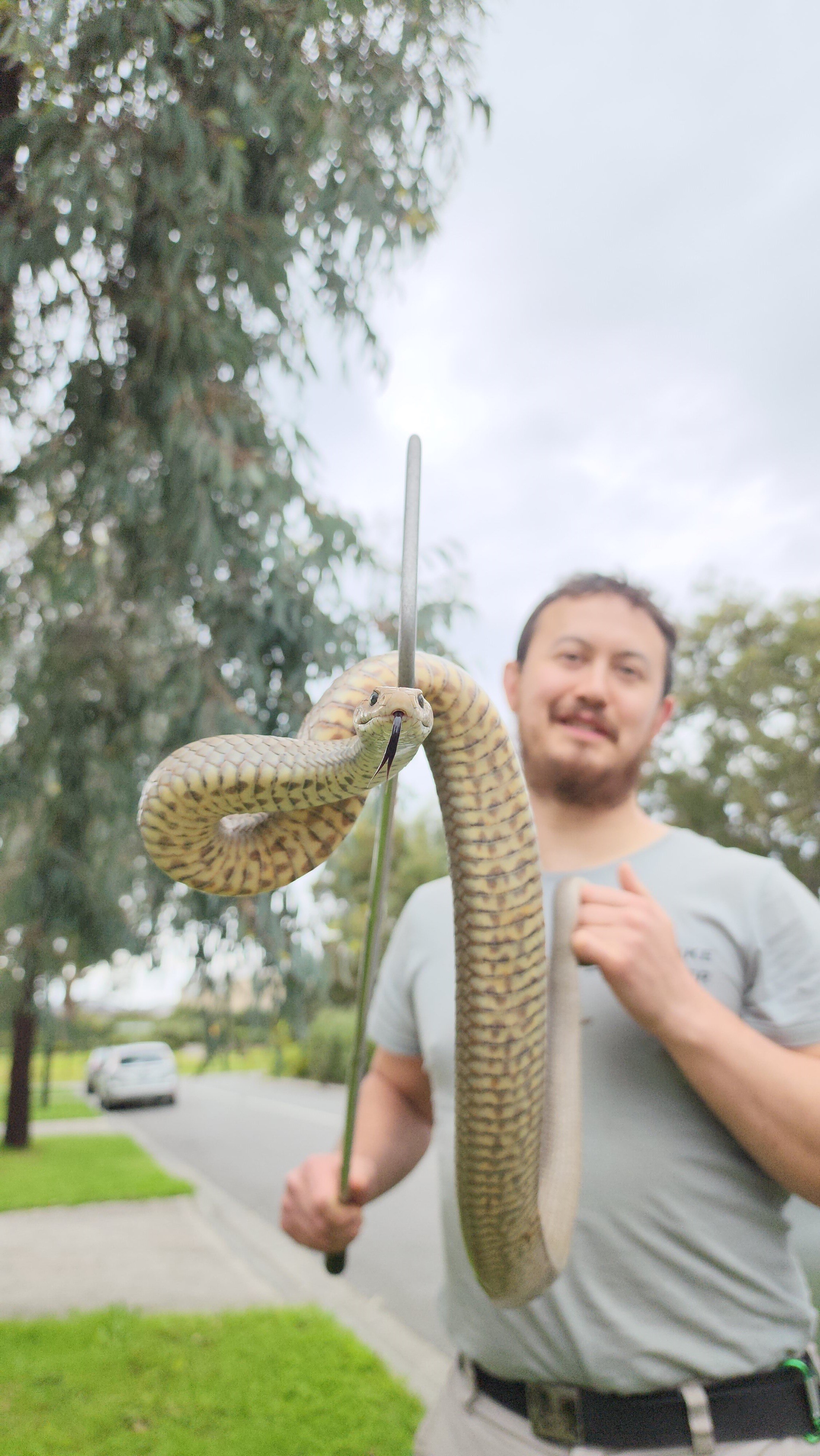 Mark Pelley is a snake catcher - ABC listen