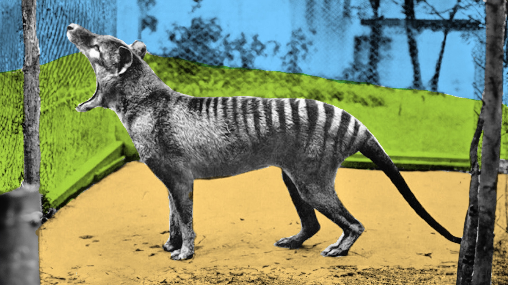 Should We Bring The Thylacine Back? Researchers And Artists Create ...