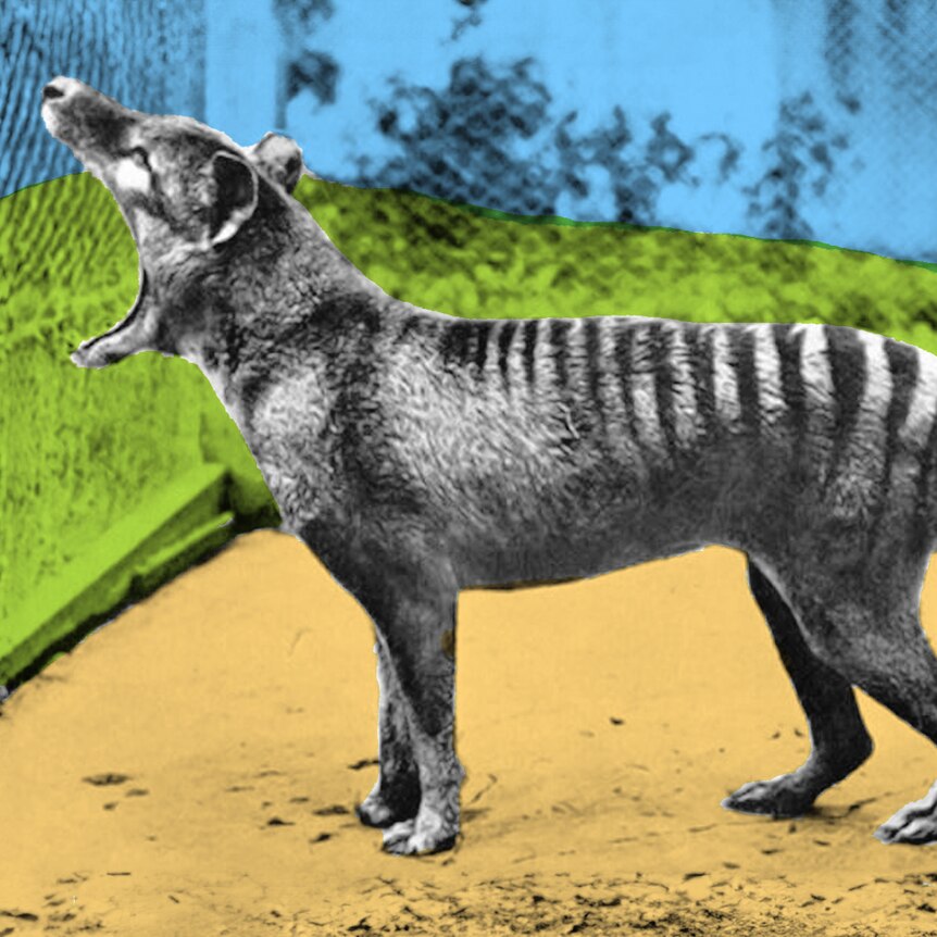 Image of thylacine yawning with colours blue, green and sany brown d added.