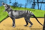 Image of thylacine yawning with colours blue, green and sandy brown dirt added.