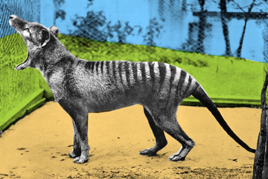 Tasmanian tiger could be saved from extinction