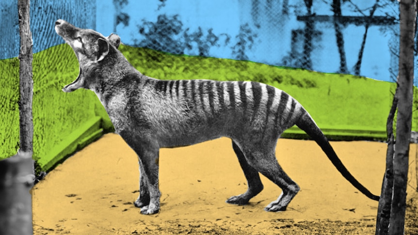 Image of thylacine yawning with colours blue, green and sandy brown dirt added.