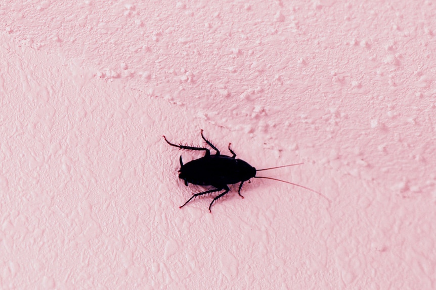 A cockroach.