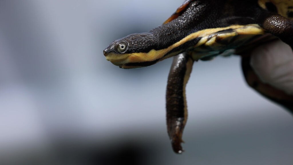 Endangered turtles released back to the wild. - ABC News