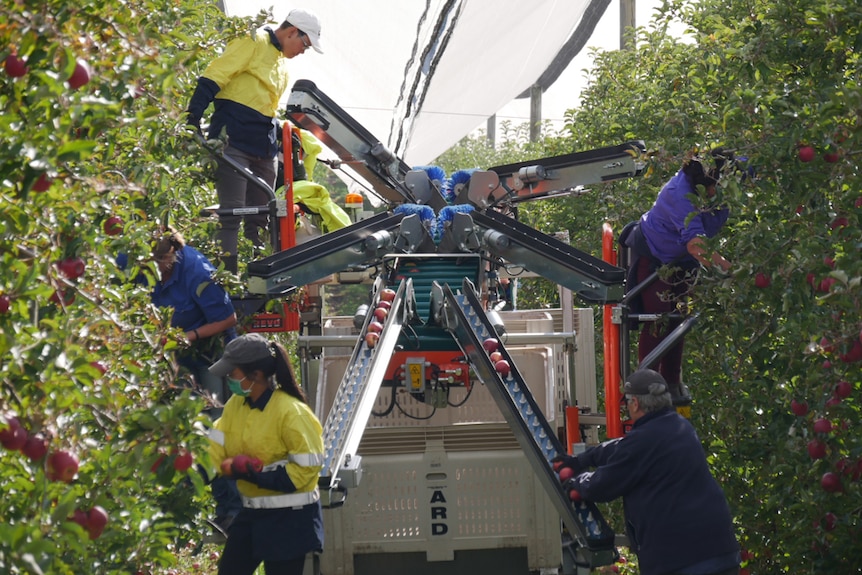 Fruit pickers using an apple harvest assist machine 