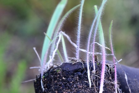 A close up of a delicate plant with green and pink stems rising from the dirt.