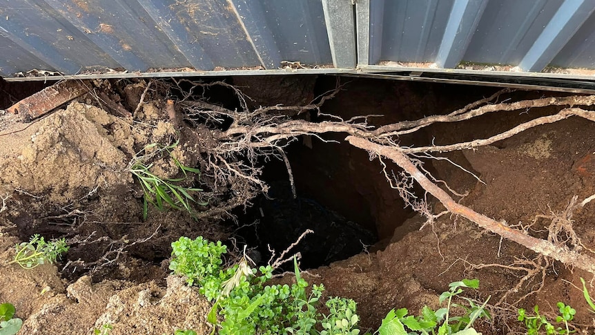 hole in the earth near a fence line. Tree roots protrude from a hole with corugated iron fence