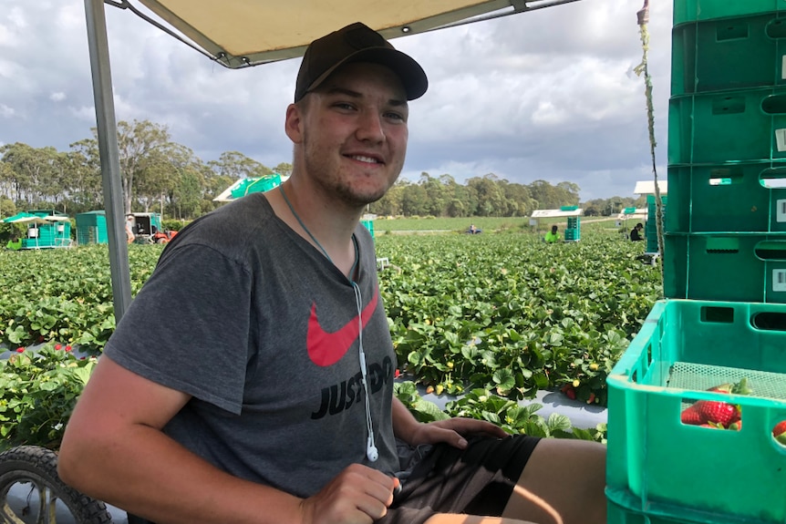 A young man wearing a cap sits on a covered strawberry picking trolley in a field.