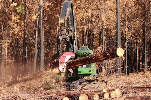 Salvage operation underway at McLarty plantation in Western Australia after the Waroona bushfire.