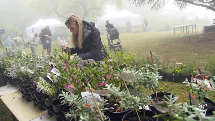 Woman looking at plants at a plant stall in an outdoor, foggy garden.
