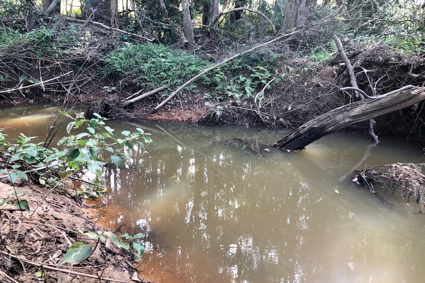 A creek with branches in it.