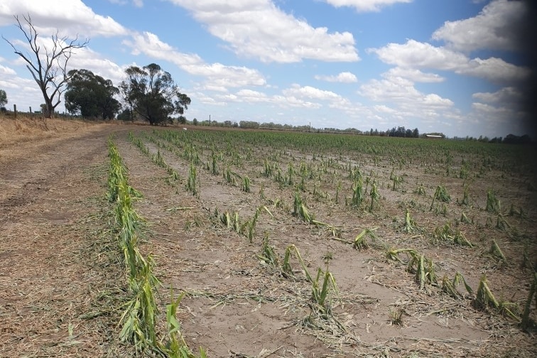 Rows of damaged crops 