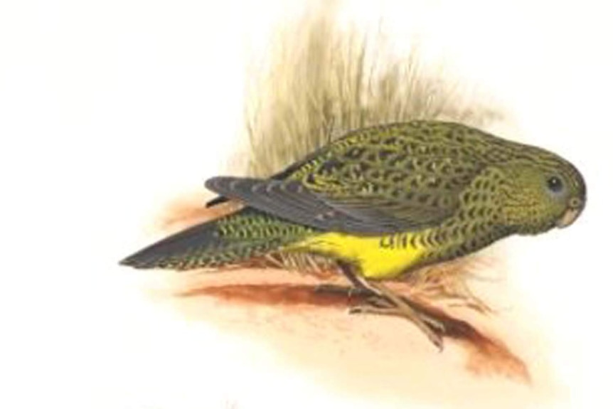 1971 painting of a night parrot by William Cooper