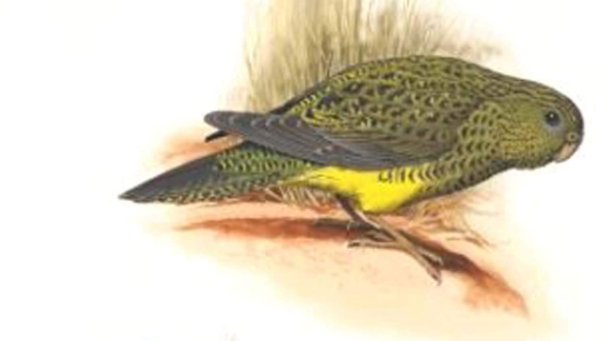 1971 painting of a night parrot by William Cooper