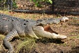 A large crocodile standing on a riverbank