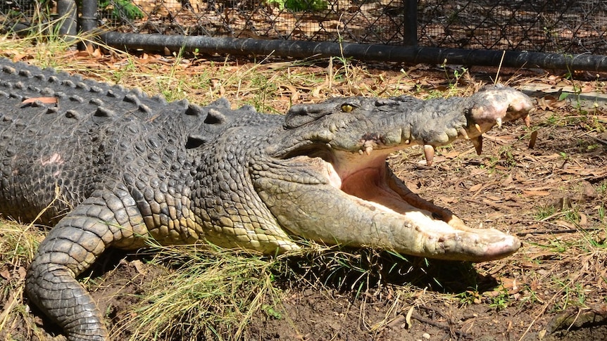 A large crocodile standing on a riverbank