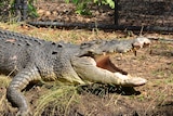 A large crocodile standing on a riverbank