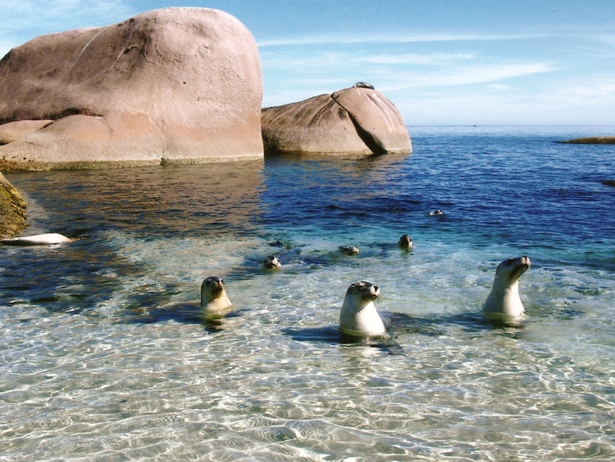 Seals in the shallows near Elliston