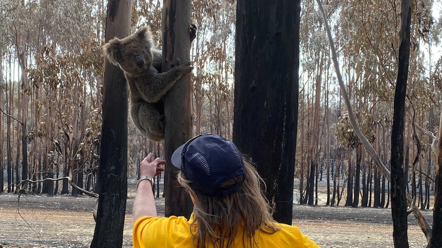 An RSPCA officer reaches a hand out to a koala clinging onto the trunk of a burnt tree