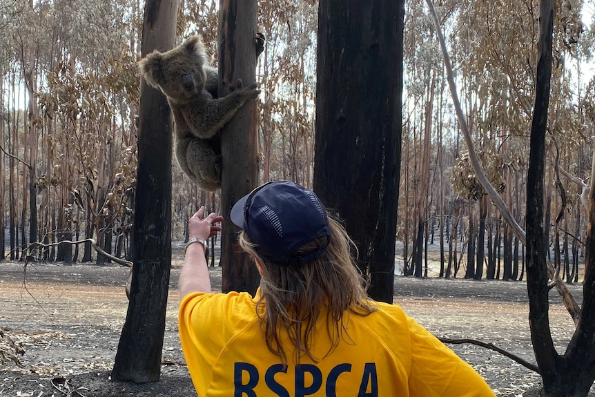 An RSPCA officer reaches a hand out to a koala clinging onto the trunk of a burnt tree