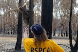 An RSPCA officer reaches a hand out to a koala clinging onto the trunk of a burnt tree