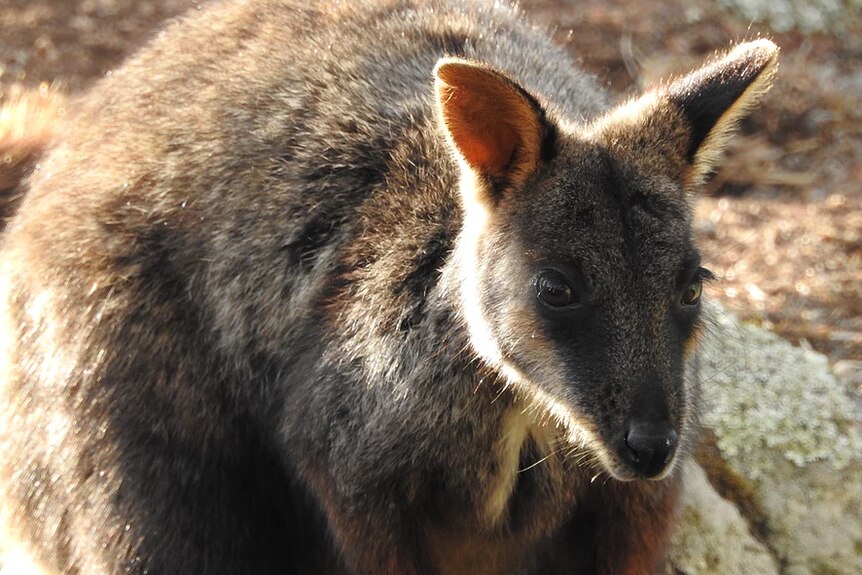 A close-up of a brown and grey wallaby.