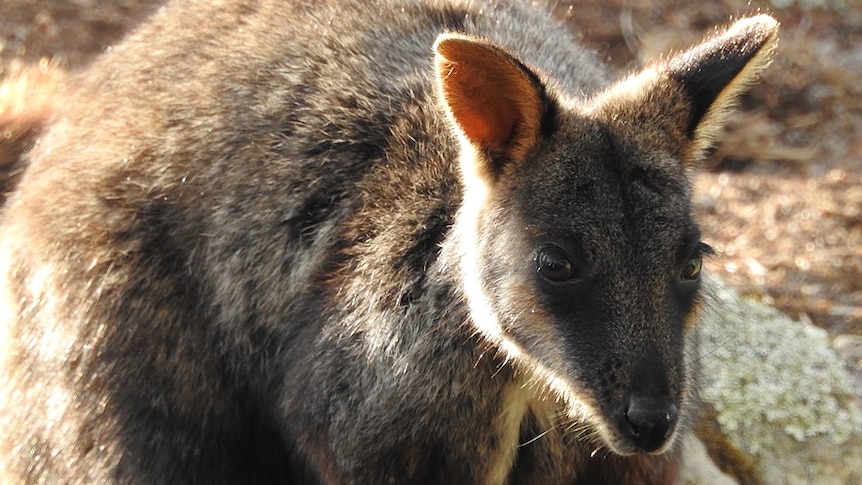 A close-up of a brown and grey wallaby.
