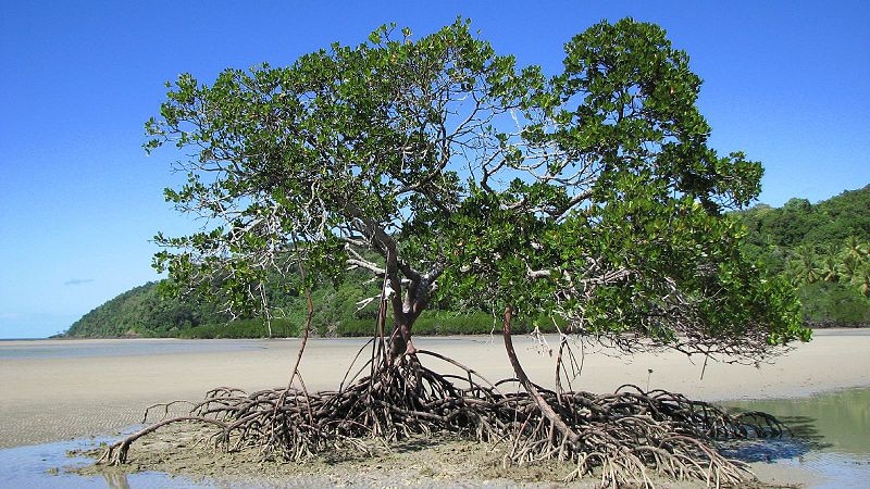 A mangrove tree growing on the shore of a beach under a blue sky.