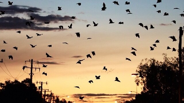 A large colony of flying foxes in flight across a sunset sky.
